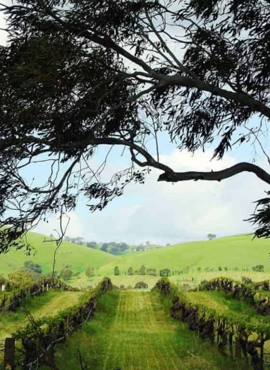 The Barossa Valley